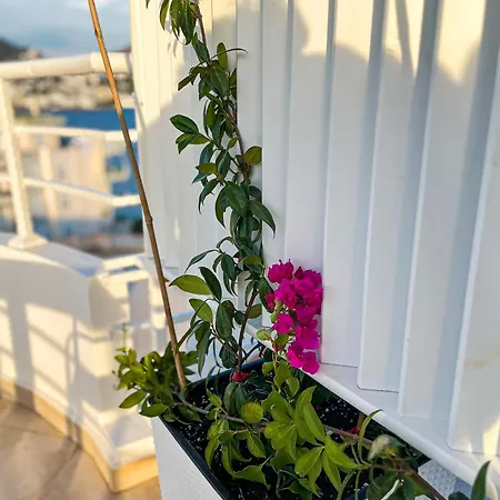 Apartment Safari *